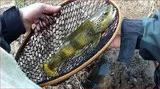 peche 34 derive naturelle appets