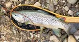 peche mouche seche