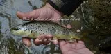 peche aux appats